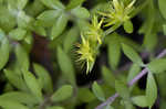 Stringy stonecrop